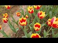 নেদারল্যান্ডের টিউলিপ ফুল ফুটলো গাজীপুরে dutch tulip flowers bloomed in gazipur