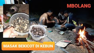 Berburu bekicot di kebun cabai langsung di masak...