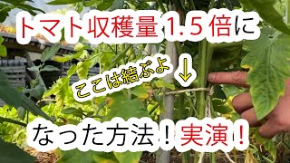 【自然栽培162】トマトの収穫量が1.5倍になった方法！6月下旬編！