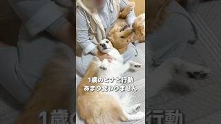 片時も飼い主と離れたくない犬をお留守番させた結果こうなりました...【ボーダーコリー•ゴールデンレトリバー】#shorts