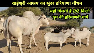 Top Beautiful Haryana Cows and Bull हरियाणा नस्ल का सुंदर गौधन आपका मन मोह लेगा