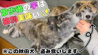 【秋田犬】大好きな芋を前に我慢できず盗み食い！鼻に芋くっ付けて芋を食らう秋田犬【大型犬】【akita dog】