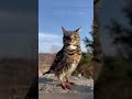 43 This is the authentic owl😂 # funny #It seems to know that it is cute #cat