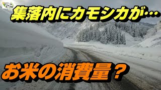 【雪国のドラレコ35】2021/2/5　今日こそいい天気！　集落内にカモシカが出た　お米消費量についてなど　　新潟県十日町市