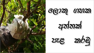 වර්ධනය වුනු ශාකයකට Air Layering එකක් කරන ආකාරය | How to do air layering for a plant | DIY