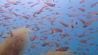 山口県のダイビングスポット青海島の海の中、お魚いっぱい