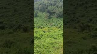 Elephant in Kalady plantation