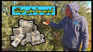 ماهي نسبة أرباح زراعة أشجار الزيتون olive cultivation profit percentage