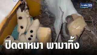 พันเทปปิดตาหมา พาทิ้งพร้อมลูก 9 ตัว | เกาะข่าวเที่ยง | GMM25