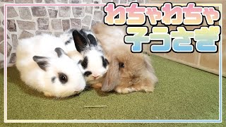 チビッ子うさぎがわちゃわちゃ【うさぎ専門店monLapin】