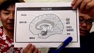 アロマおやじのアロマ検定一発合格講座【第42回　大脳辺縁系のしくみ】