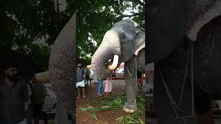 അവന് ആനയോടുള്ള സ്നേഹം കണ്ടോ #Shorts elephant###