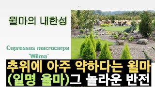 2023-05 조경수 윌마(율마)가 이렇게 추위에 강한 나무였어? cupressus macrocarpa 'wilma' hardiness