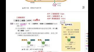 高一生物(全)1-2(A)細胞及能量