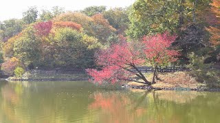 朝日山公園のため池と紅葉＠宮城県岩沼市