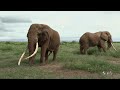 african elephant