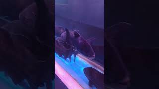 Beautiful fish Aquarium video#aquarium #fish #fishtank #viralvideo #shortsvideo #shortsfeed #shorts#