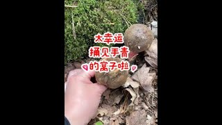 采到很多见手青Picking multiple varieties of wild mushrooms - Norwegian nature