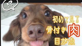 【元繁殖犬のダックスフンド】初めて骨付き肉を見たら大興奮！なんだこれは！？