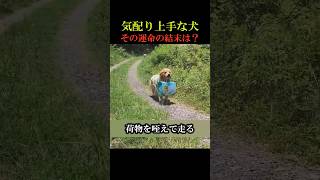 気配り上手な犬の運命の結末は！？　#動物 #感動