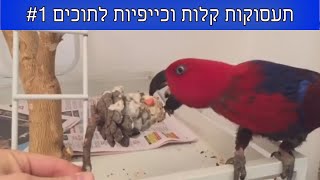 איך להעסיק תוכים טיפ #1| אפרת סימון אילוף חיובי והומאני