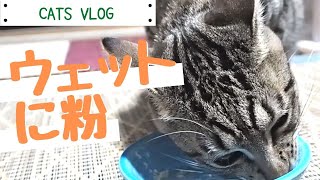 【catvlog】粉末サプリメントをウェットフードに混ぜてあげると食べやすい