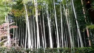 平林寺２０１６　紅葉Ⅲ