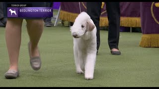 Bedlington Terriers  Breed Judging 2023