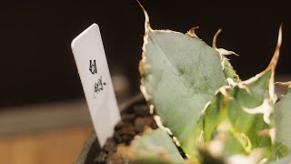 #022 Agave seedling growth rate