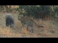 porcupine defeats leopard on safari in the kruger national park