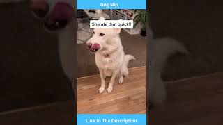 Dog Nip Shorts