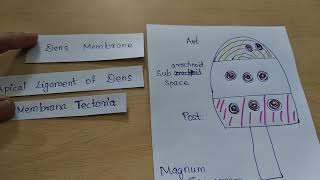 Foramen magnum : structures passing through it