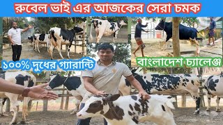 আজকের স্পেশাল কালেকশন l ১ম ল্যাকটেশনের হাই কোয়ালিটির গাভী নিয়ে সেরা চমক দেখালেন রুবেল ভাই l dairy