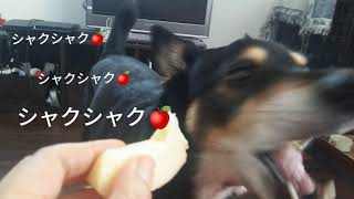 【雑種犬】りんごをシャクシャク食べる犬🍎【おやつ】