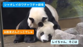 レイちゃんにカマってもらえて嬉しいシャオくん　2023.09.20