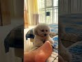 this foot stinks脚太臭了，狗狗要晕倒了 dog cutedog