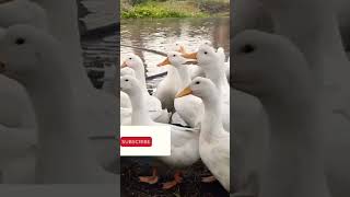 🦢 Pekin வாத்து இப்படி வளர்க்கலாம் || #shortsfeed  || pekin Duck farm || Villege thamizha village