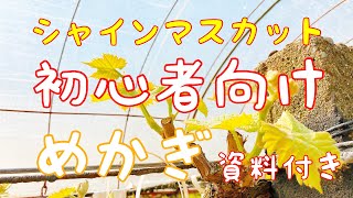 【初心者向け】シャインマスカットの芽かぎ　2022/04/20