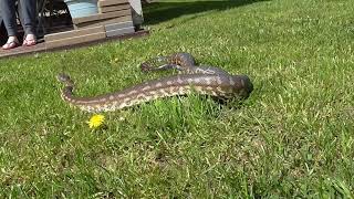 Centralian Carpet Python / Bredl's Python (Morelia bredli)