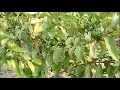 organic guava farm after 2 years of planting guava cultivation high density guava farming