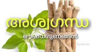 അശ്വഗന്ധ | Aswagandha | Benefits | Uses