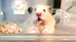 乾燥りんごは収まりが悪い。お祭り騒ぎをしてたおもち？ Omochi must be in good cheer. ☆ English subtitles 可愛いハムスター hamster