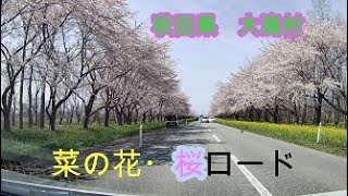 秋田県大潟村　菜の花・桜ロード