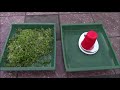 how to grow ihg basil microgreens