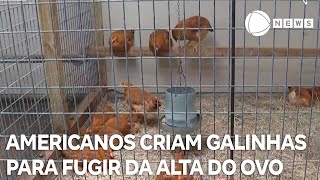 Americanos criam galinhas para fugir da alta do ovo