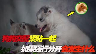 狗狗交配紧贴一起，为什么要这样做呢？如果将它们分开会发生什么