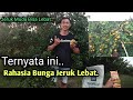 Cara Bikin Lebat Buah Jeruk Umur 2 tahun. Begini Caranya