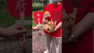 六儿子今日娶亲接新娘啦！ 接亲 后宫猫萌宠出道计划 猫咪日常