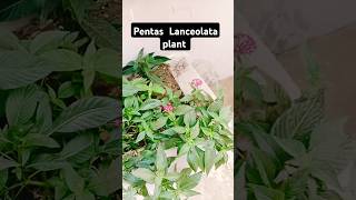 How to take multiple time flower from  pentas plant #shorts #pentas plant. 👌👍🙏