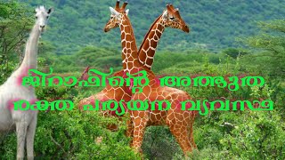 #Forest#Jirraf  AFRICAN JIRAF||ജിറാഫിന്റെ പ്രേത്യേഗതകൾ എന്തെല്ലാം